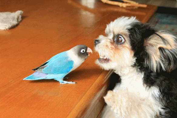 c0145250_15272401.gif