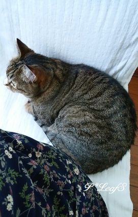 c0176651_19104300.gif