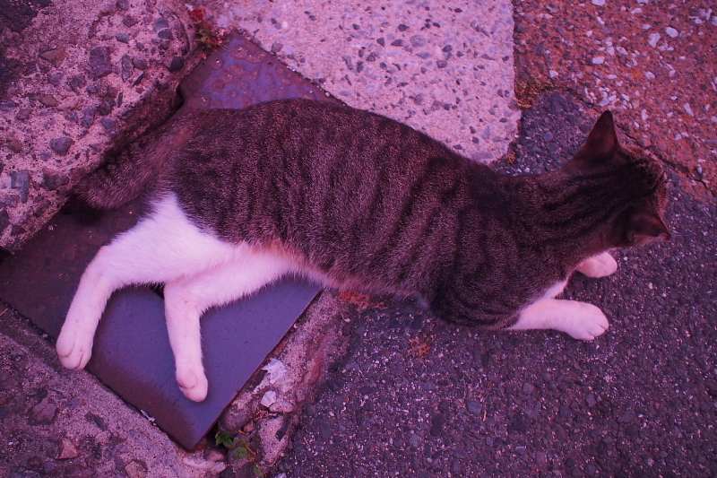 【地域猫の聖地】米子 ”夜の街” 朝日町・西倉吉町界隈 Photo ①_b0008655_00010648.jpg