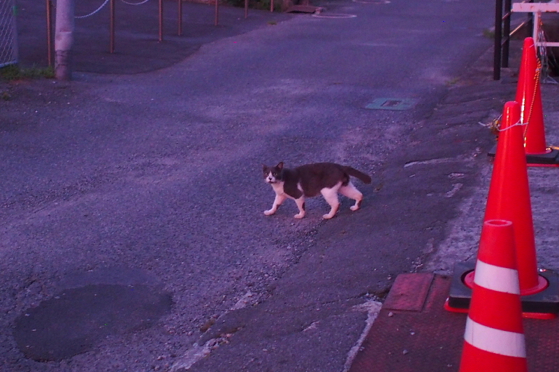 【地域猫の聖地】米子 ”夜の街” 朝日町・西倉吉町界隈 Photo ①_b0008655_00020399.jpg