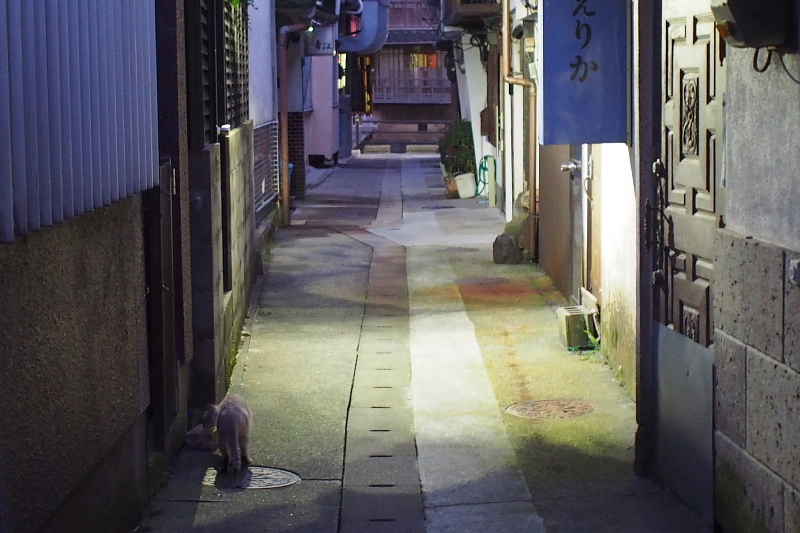 【地域猫の聖地】米子 ”夜の街” 朝日町・西倉吉町界隈 Photo ①_b0008655_00025689.jpg