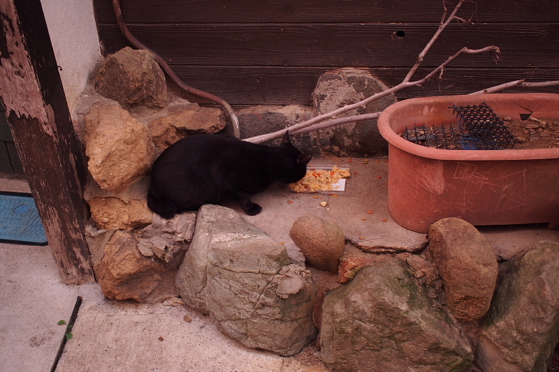【地域猫の聖地】米子 ”夜の街” 朝日町・西倉吉町界隈 Photo ①_b0008655_00232774.jpg