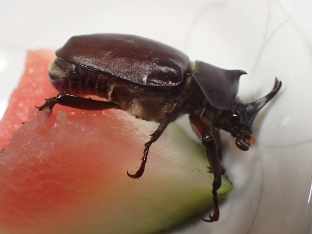 カブトムシ 今日の散歩 Go Go Ugumaru カブトムシ 今日の散歩 Go Go Ugumaru