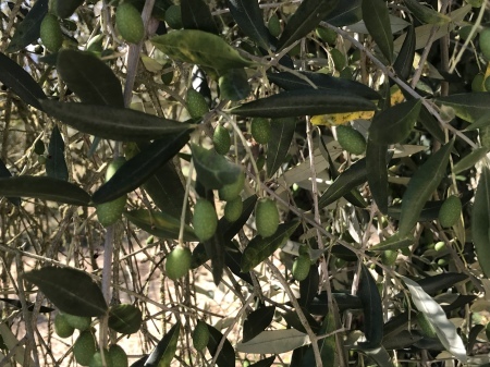キャンティ地方、ブドウ7月上旬の生育日記2018_a0136671_01095848.jpeg