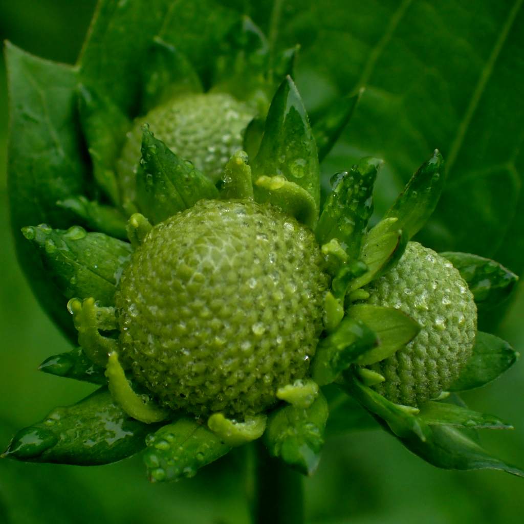 c0183777_13087.jpg