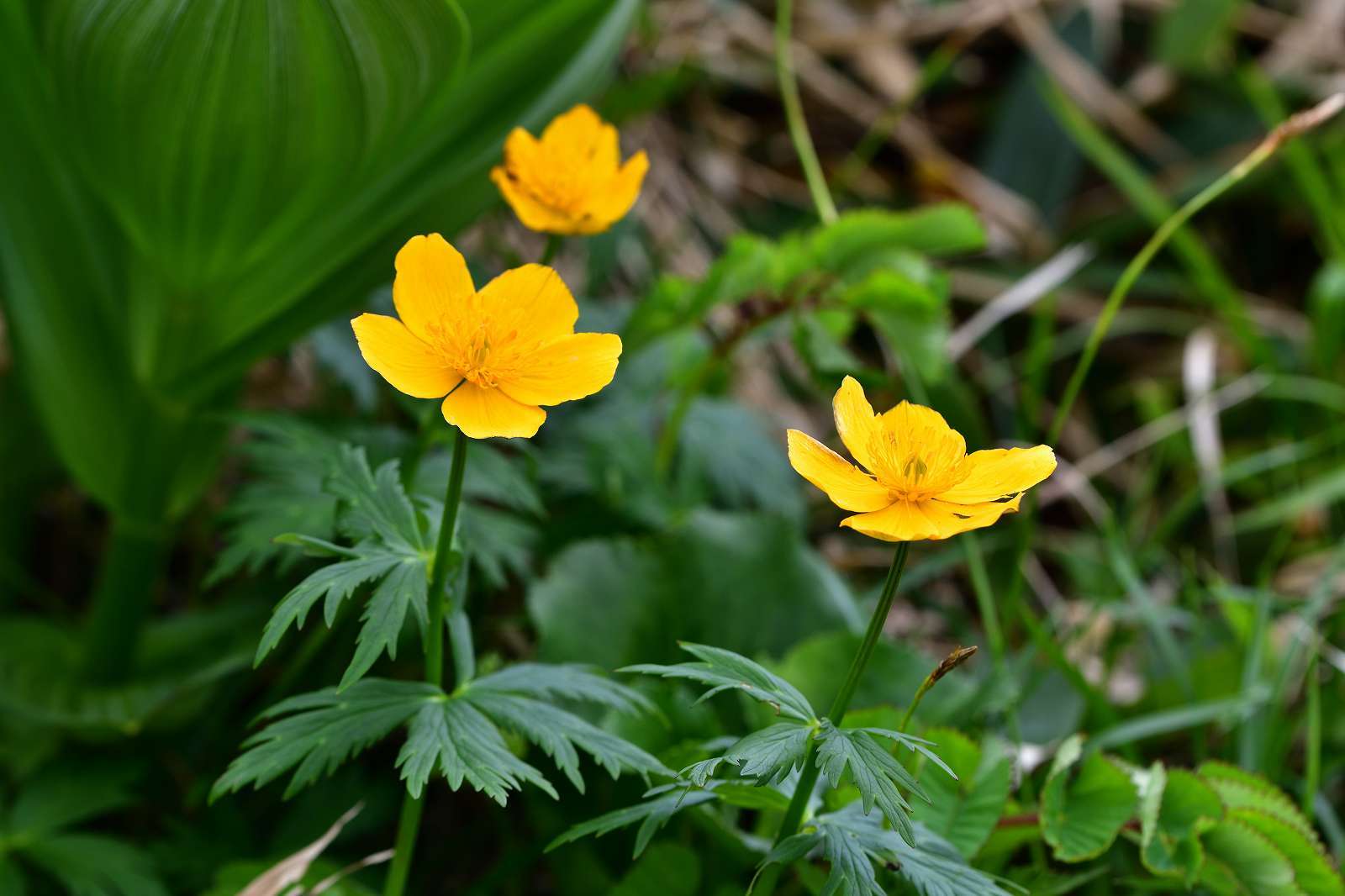 至仏山の花 : 野の花山の花ウォッチング in 奥多摩
