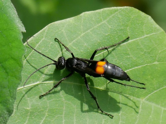 蜂・蛾・蜻蛉、花後のコクラン、イチヤクソウの青い果実、それに？の葉っぱ_d0088184_22333680.jpg