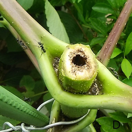 皇帝ダリア 挿し木に挑戦 その１０ 健気に育つ植物たち