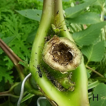 皇帝ダリア 挿し木に挑戦 その１０ 健気に育つ植物たち