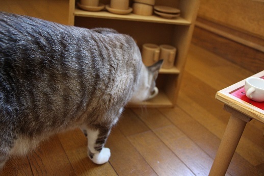 ネコと遊ぼう!_a0333195_09264018.jpg