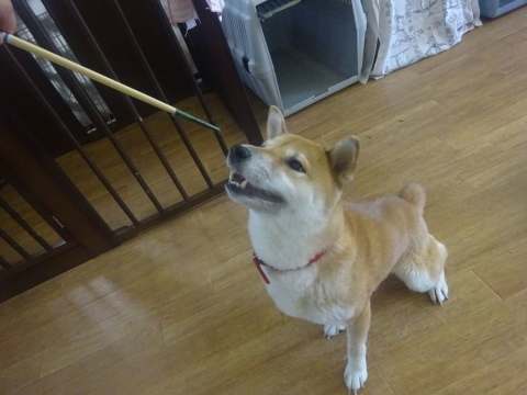 a0338800_14201217.jpg
