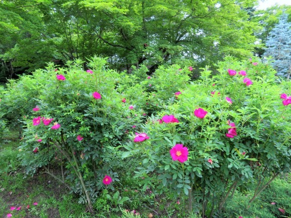 f0032812_13045220.jpg