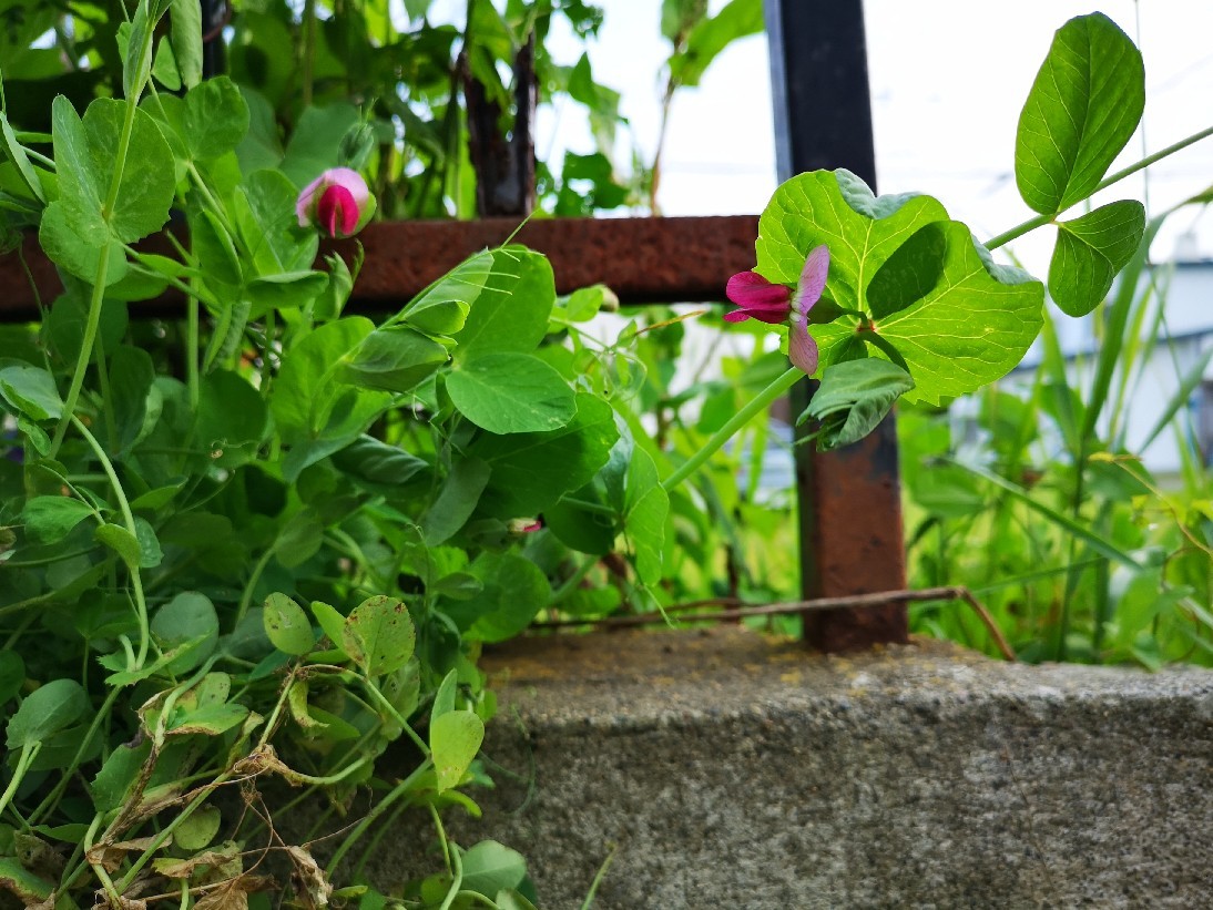 豆苗の花 流れに乗ってみた ら