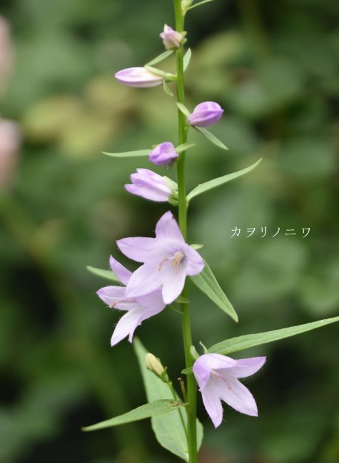 庭に行かなきゃ カヲリノニワ