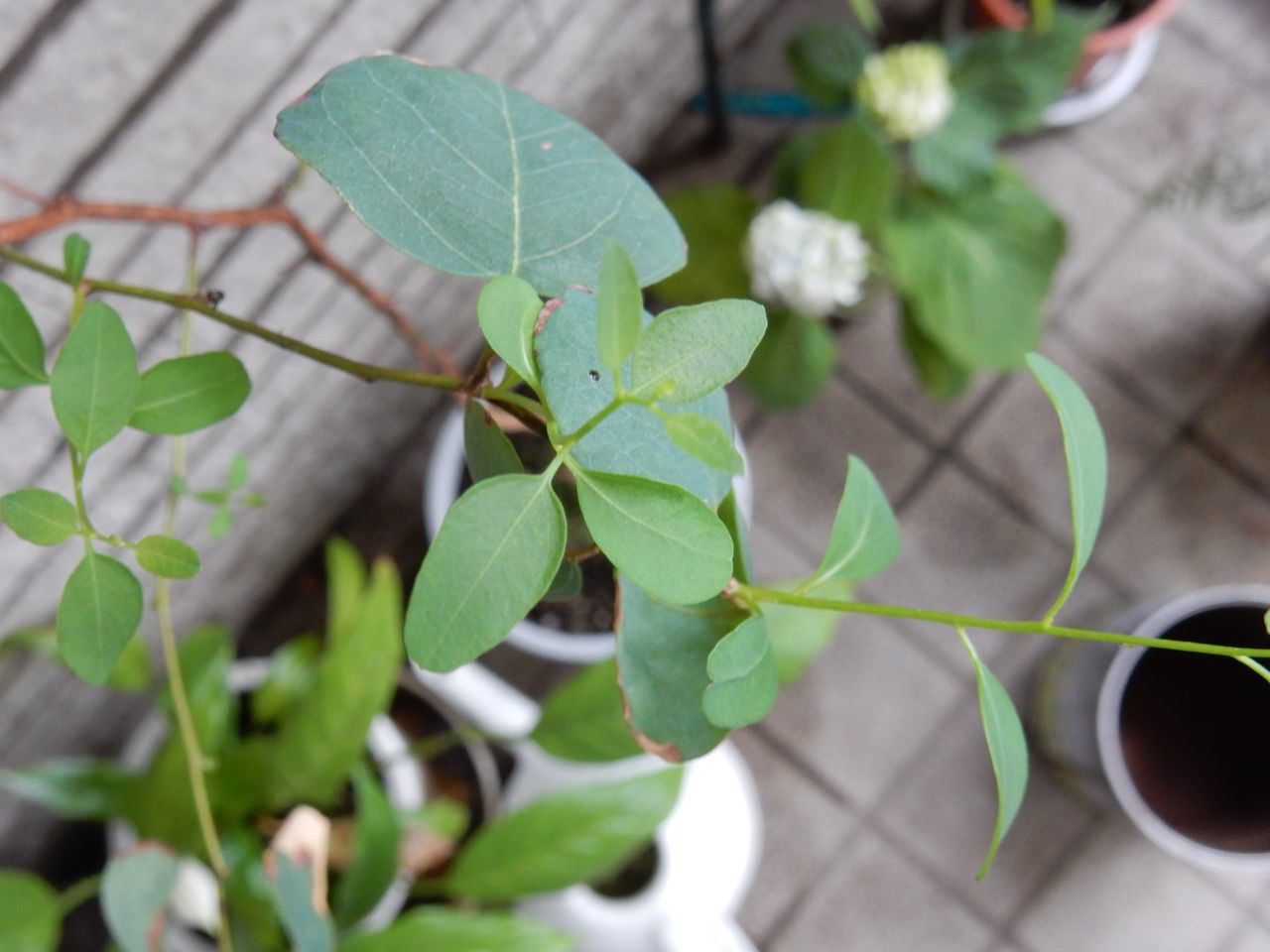 7月15日のtwitter_c0025115_21345761.jpg