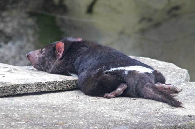 悪魔合体 タスマニアデビルのマウント 続々 動物園ありマス 悪魔合体 タスマニアデビルのマウント 続々 動物園ありマス