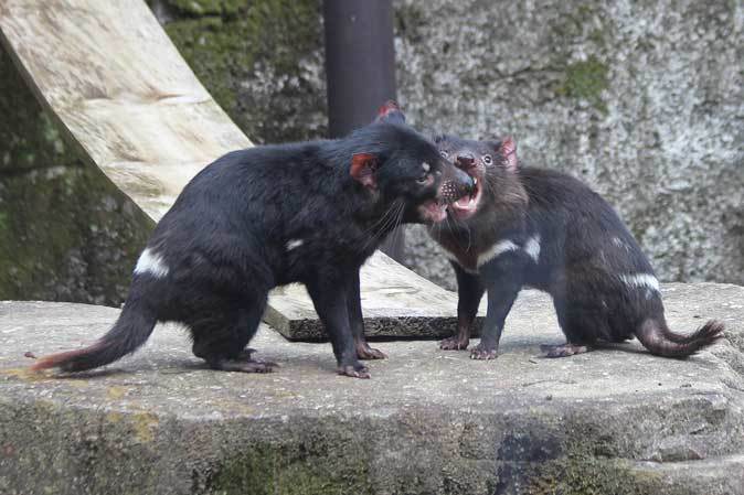 悪魔合体 タスマニアデビルのマウント 続々 動物園ありマス 悪魔合体 タスマニアデビルのマウント 続々 動物園ありマス