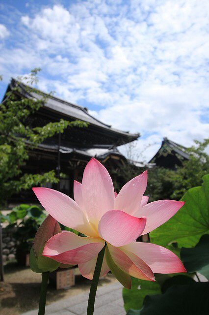 高田本山専修寺散策（その1）（撮影：7月8日）_e0321325_19344812.jpg