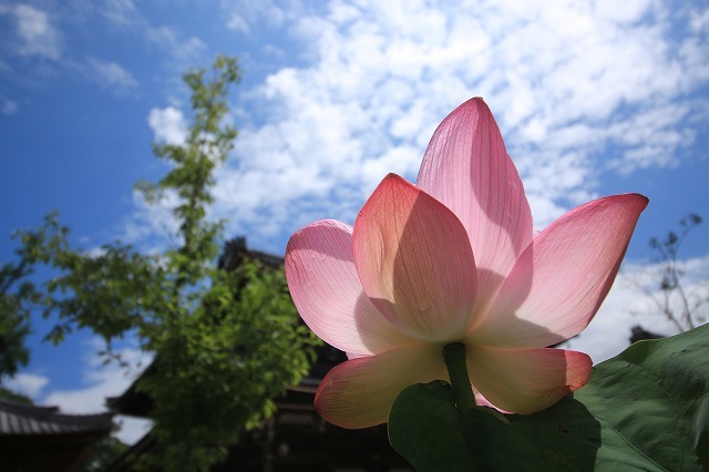 高田本山専修寺散策（その1）（撮影：7月8日）_e0321325_19350492.jpg