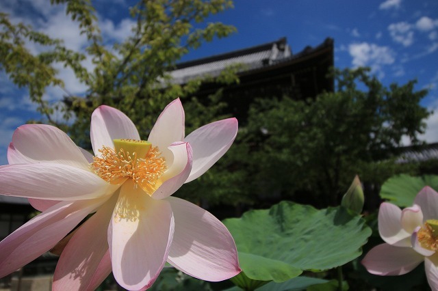 高田本山専修寺散策（その1）（撮影：7月8日）_e0321325_19361007.jpg