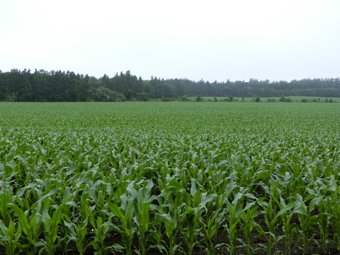 b0324239_16513843.jpg