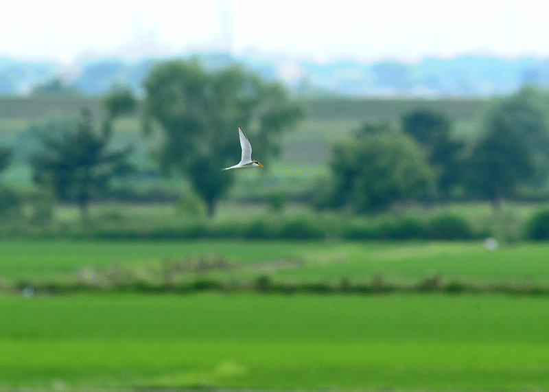 d0290240_11003217.gif