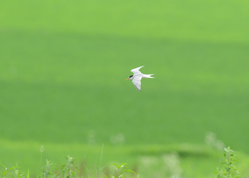 d0290240_11014141.gif