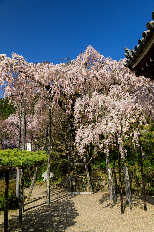 桜咲く京都2018　桂昌院桜（善峯寺）_f0155048_14255775.jpg