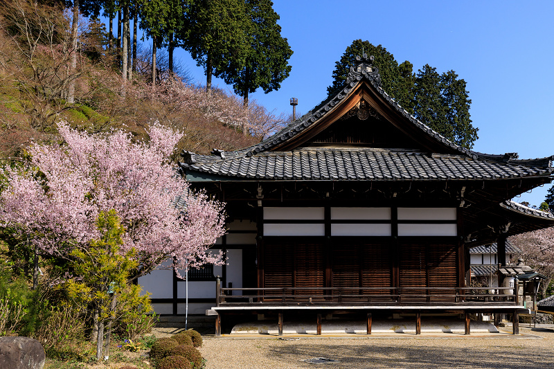 桜咲く京都2018　桂昌院桜（善峯寺）_f0155048_14305691.jpg