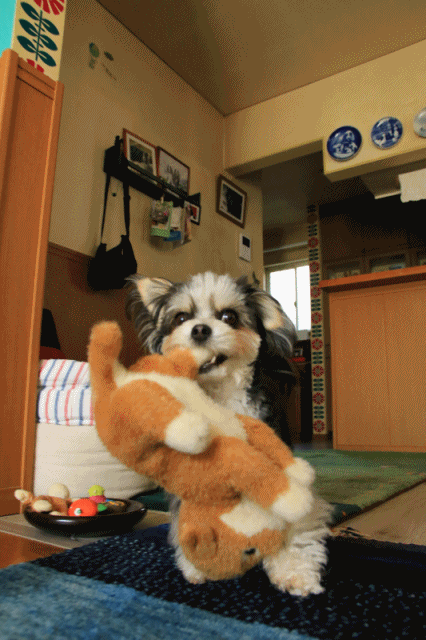 c0145250_09114058.gif