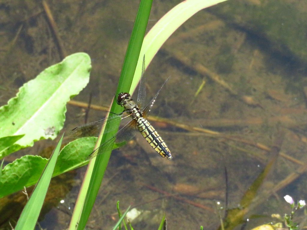a0018655_09032650.jpg