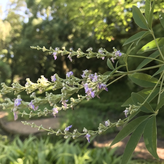 【日本で見られるアーユルヴェーダ植物（１）】「ニルグンディ（タイワンニンジンボク）」_b0336361_18334081.jpg