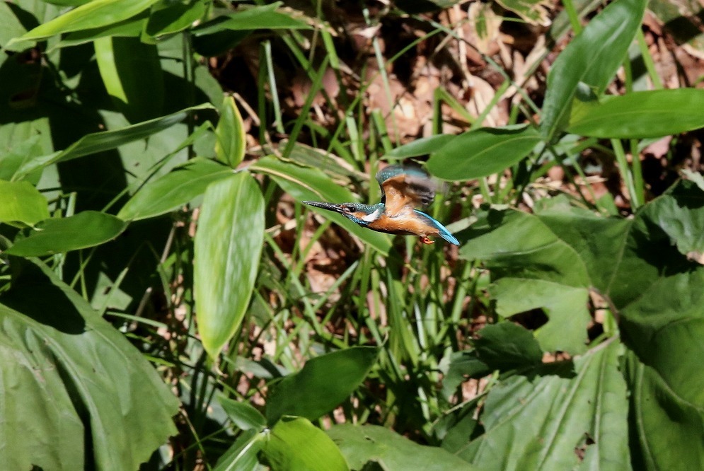 f0347565_08105496.jpg