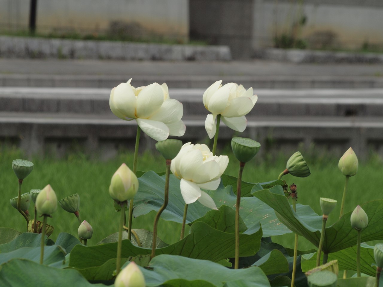 d0054276_2021215.jpg