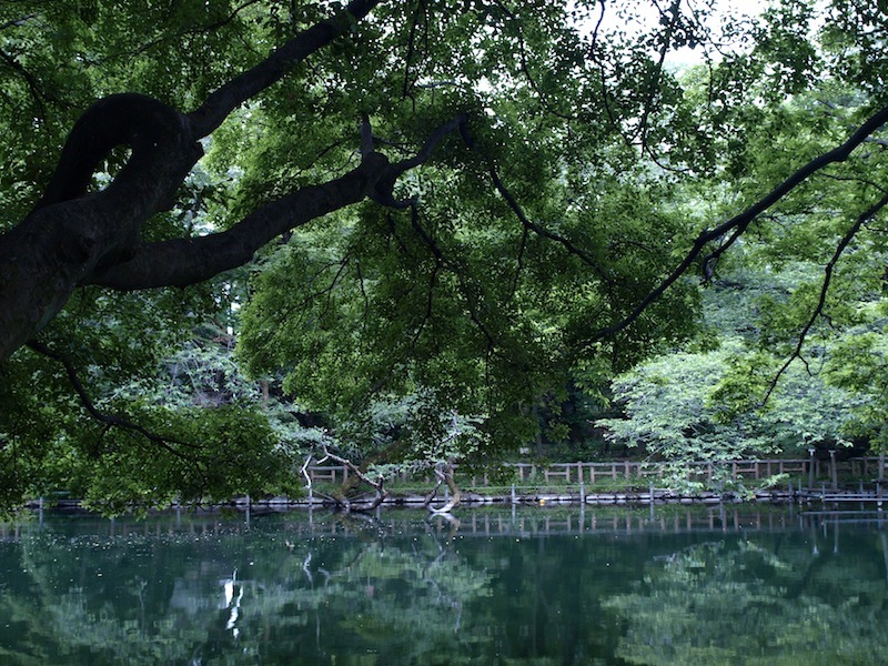 酷暑を快適に過ごす方法 気温35℃でも風通しの良い木陰は体感気温27℃くらいって知ってました?_e0122680_14071119.jpg