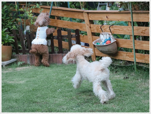 b0175688_20524377.gif