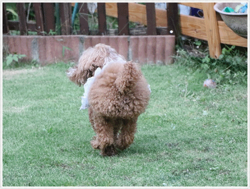 b0175688_20524769.gif