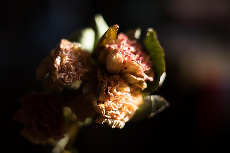 Dried Flowers Made By Incessant Use Of A/C_d0353489_15574017.jpg