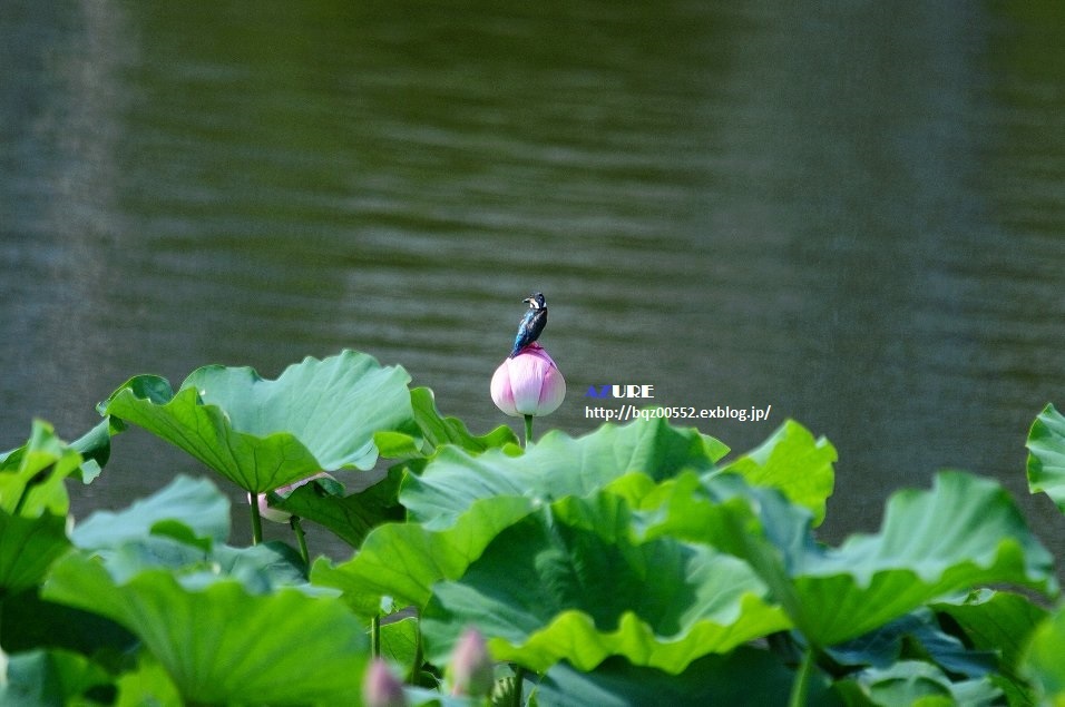 蓮の花にカワセミ ④_a0251090_19031919.jpg