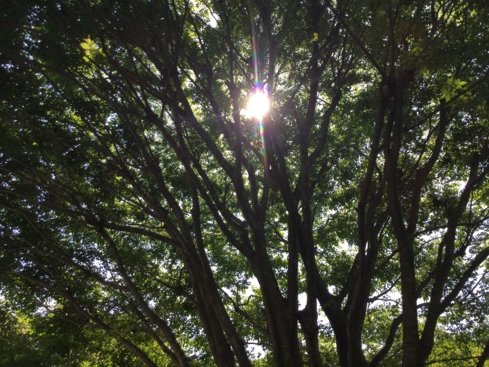 緑蔭  In The Shade of Trees_f0268294_13090891.jpeg