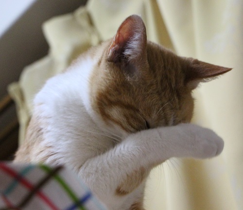 レモン_a0333195_12303974.jpg