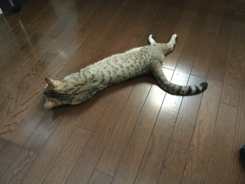 ジャンパースカート 2_e0358096_20500331.jpeg