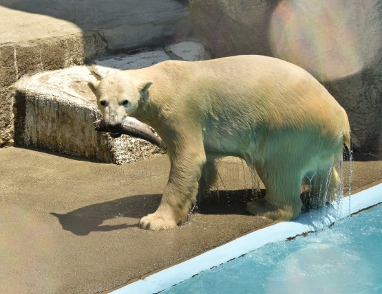 シロクマキャンペーン2018_d0090801_07315097.jpg