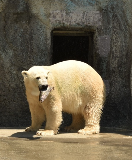 シロクマキャンペーン2018_d0090801_07315819.jpg