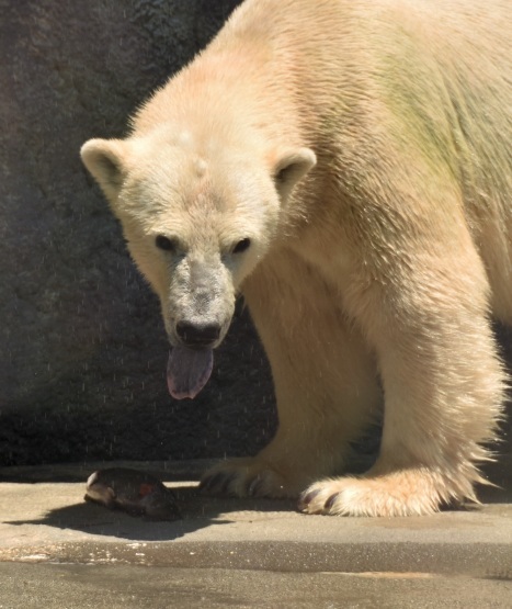 シロクマキャンペーン2018_d0090801_07320211.jpg