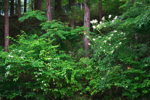a0263109_19501676.jpg