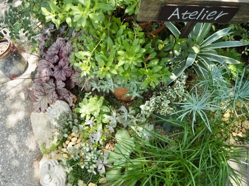 多肉のロックガーデンのその後 Daisy Bee の多肉でガーデニング 多肉のロックガーデンのその後 Daisy Bee の多肉でガーデニング