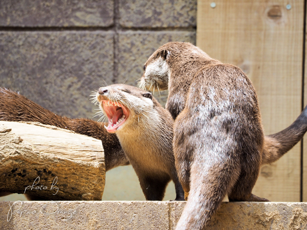 埼玉県こども動物自然公園　２０１８年７月１０日　その２_f0321610_21483782.jpg