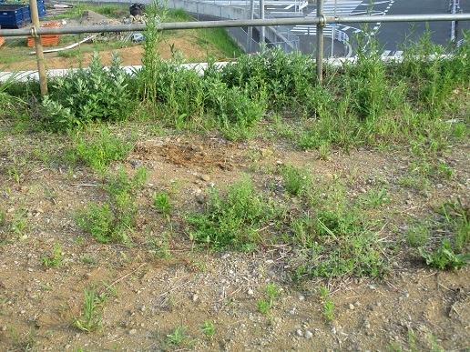 b0275715_21585960.jpg