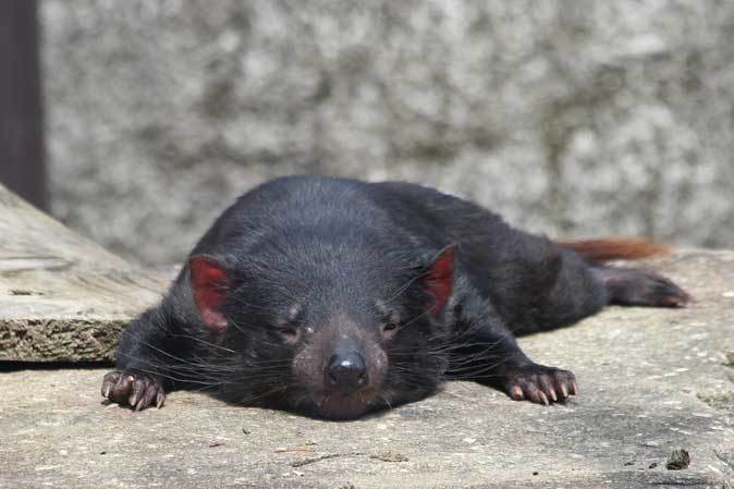 悪魔の安息 テイマー メイディーナ 続々 動物園ありマス 悪魔の安息 テイマー メイディーナ 続々 動物園ありマス